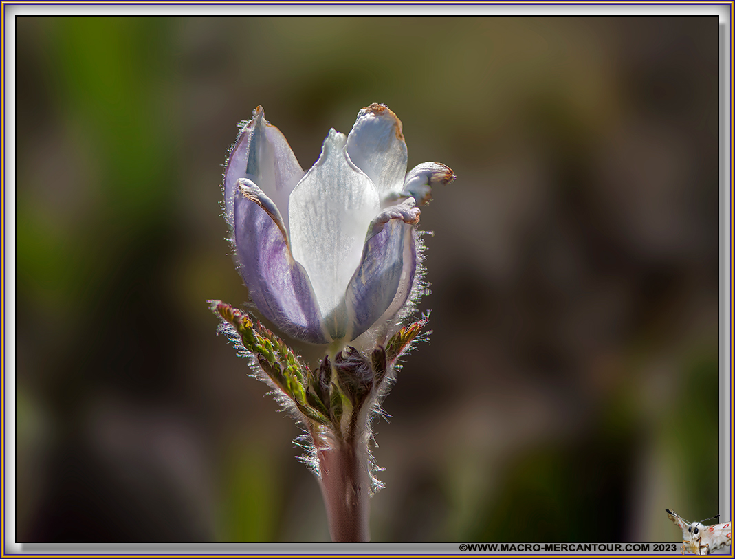 ANEMONES